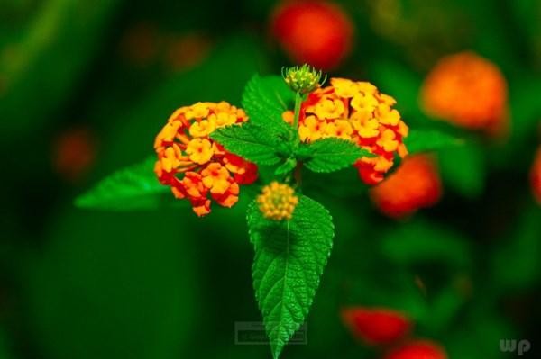 朋友圈爱情甜蜜说说积极乐观总有一句诉说你的心情